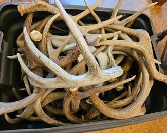 Large naturally shed antlers from award-winning herds. Sold individually.