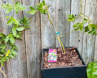 Passion fruit tree