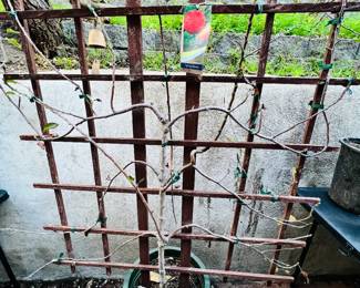 Fruit trees