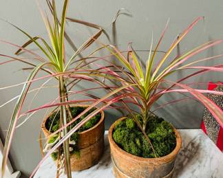 Plants