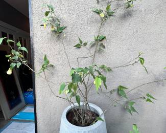 Cement planter