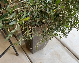 LIVE PLANTS IN XL PLANTERS