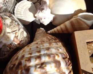 XL Collection Of Seashells All Sizes