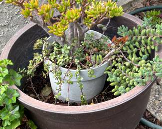 Succulents, succulents & more succulents.
