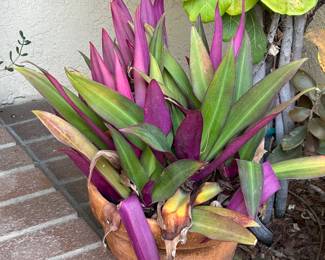 Dozens of beautiful plants. 