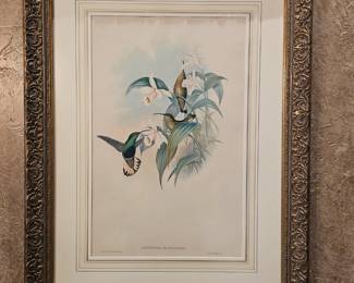 John Gould Antique Lithograph 
Lafresnya Flavicaudata