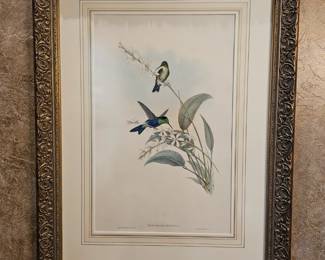 John Gould Antique Lithograph 
Thalurania Eryphile