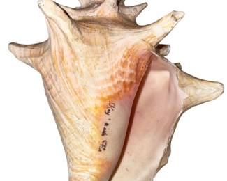 Queen Conch Sea Shell