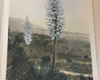 Spanish Bayonet Yucca 29 Tinted Photograph