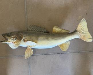 Lots of Fish Taxidermy