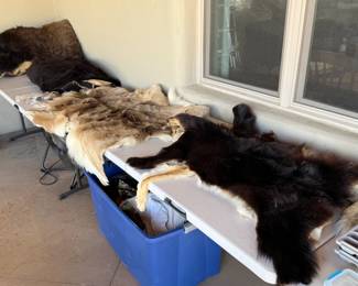 Black Bear Pelt/Hide Rug
Coyote Pelt/Hide Rug
Deer Pelt/Hide Rug
Deer Hoof L Rack 
Cow Pelt/Hide Rug
Buffalo Pelt/Hide Rug