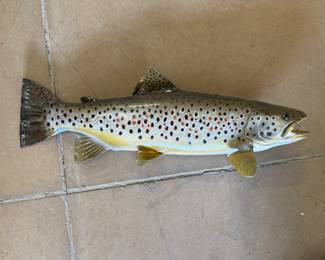 Lots of Fish Taxidermy