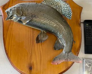 Lots of Fish Taxidermy