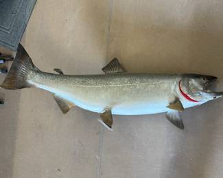 Lots of Fish Taxidermy