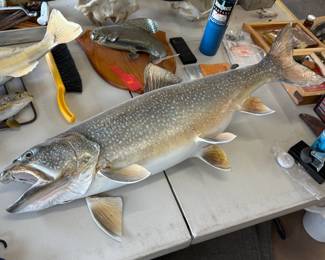 Lots of Fish Taxidermy