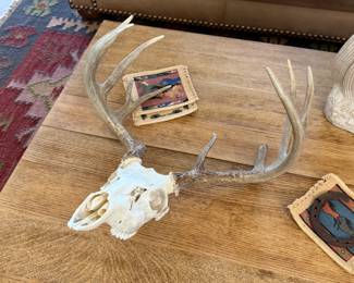 8 Point Whitetail Deer Skull Antler Mount Taxidermy