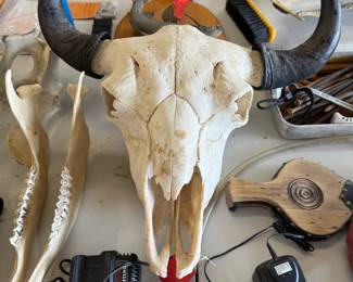 Genuine Bull Skull