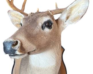 Taxidermy 8 Point Buck