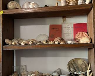 Seashell collection - stunning!  Great pieces.  