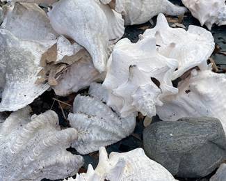 and shells!  Lots and lots of shells.  Many fossilized