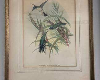 #46B $80	Set of 3 antique birds prints 
	13x17 each