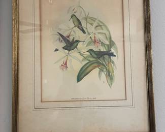 #46B $80	Set of 3 antique birds prints 
	13x17 each
