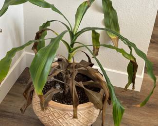 Indoor plant