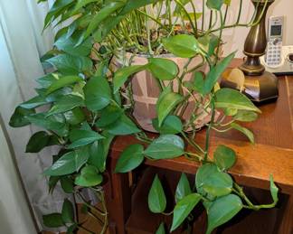 Good looking houseplant
