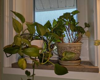 More houseplants in search of a good home!