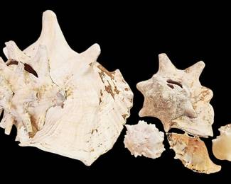 Conch Sea Shells