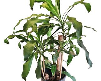 Dracaena Plant in Planter