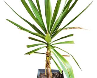 Yucca Tree in Planter