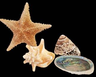 Star Fish and Shells