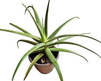 Large Aloe Plant