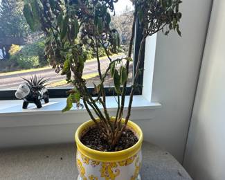 Indoor plants