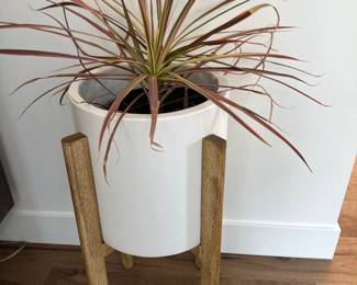 Indoor plants