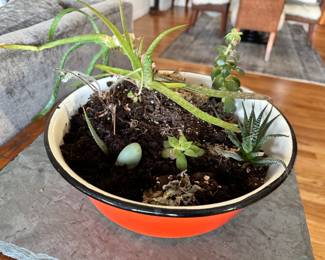 Save this random cacti collection in large orange enamel bowel