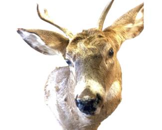 Taxidermy Deer Buck Head Mounted 4 Point Cabin Decor Man Cave