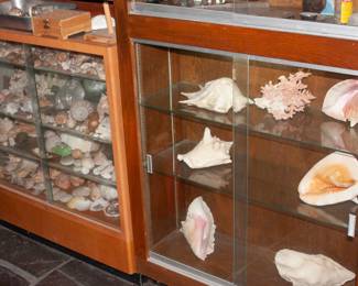 Sea shell collection