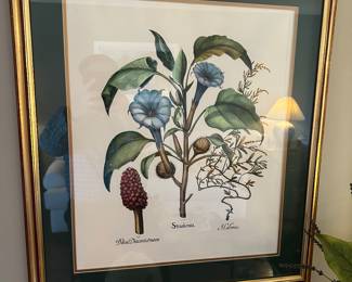 Botanical print framed