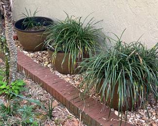 Large Pottery Pots with Plants