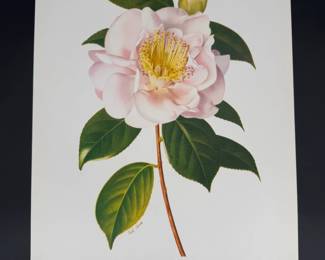 Lot - 78
1950s Paul Jones Botanical Camellia Japonica Mrs. D. W. Davis Litho Art Print