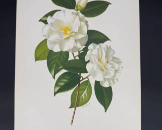 Lot - 79
1950s Paul Jones Botanical Camellia Japonica Polar Bear Litho Art Print