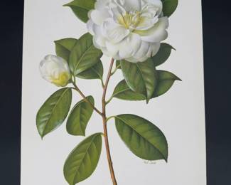 Lot - 77
1950s Paul Jones Botanical Camellia Japonica Gauntletti Litho Art Print