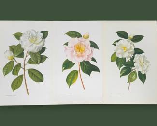 Lot - 76
1950s Paul Jones Botanical Camellia Litho Art Print Trio