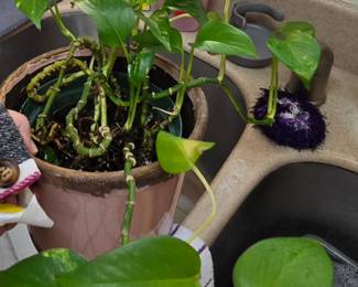 Ivy plant