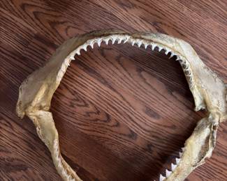 Large shark jaw  