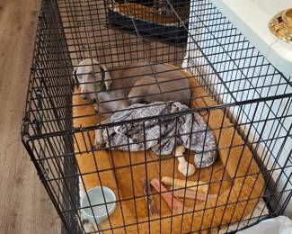 Doggie not included
