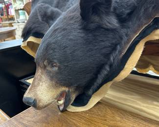 bear rug