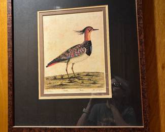 LAPWING PLOVER FRAMED ART 